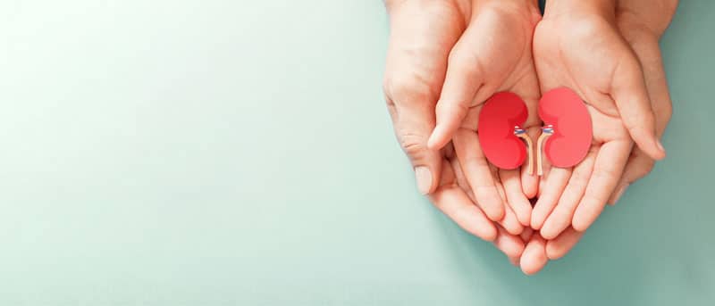 Deux mains qui tiennent un organe 