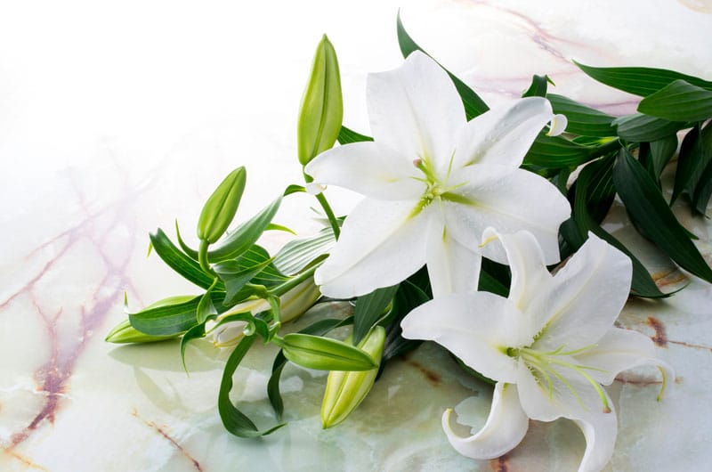 fleurs de lys posées sur du marbre