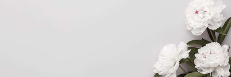 variété de fleurs blanches