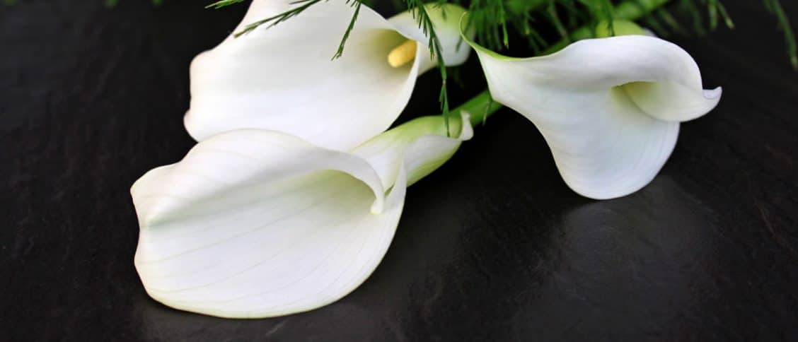 Fleurs de deuil blanches