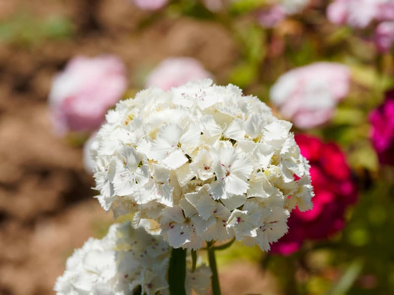 oeillet blanc