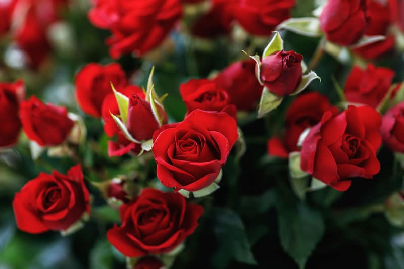 roses rouges