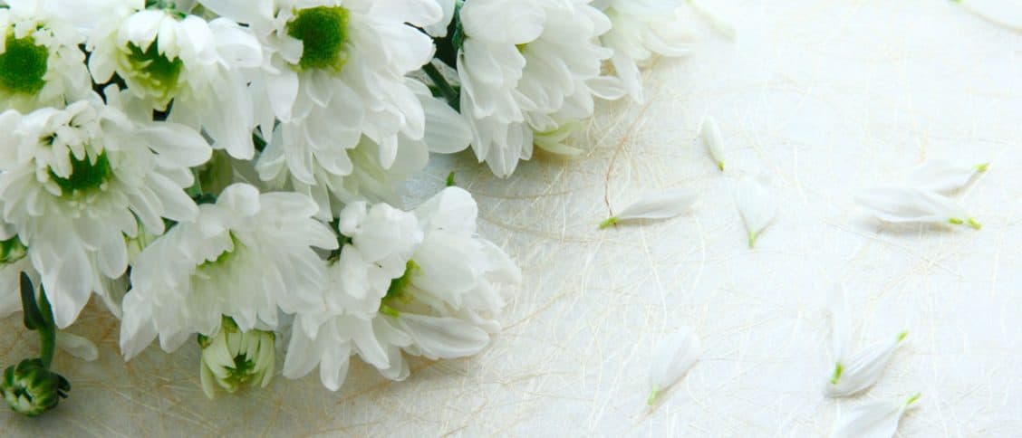 Bouquet de fleurs constitué de chrysanthèmes blanches