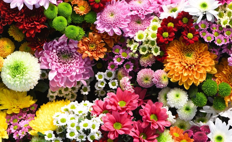 Zoom sur différents types de fleurs de toutes les couleurs